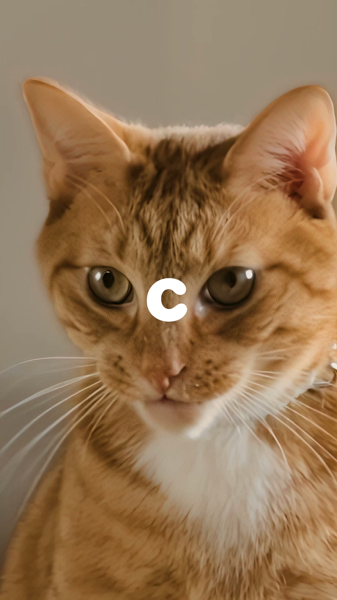 Chewy Facebook ad from Aug 3, 2026