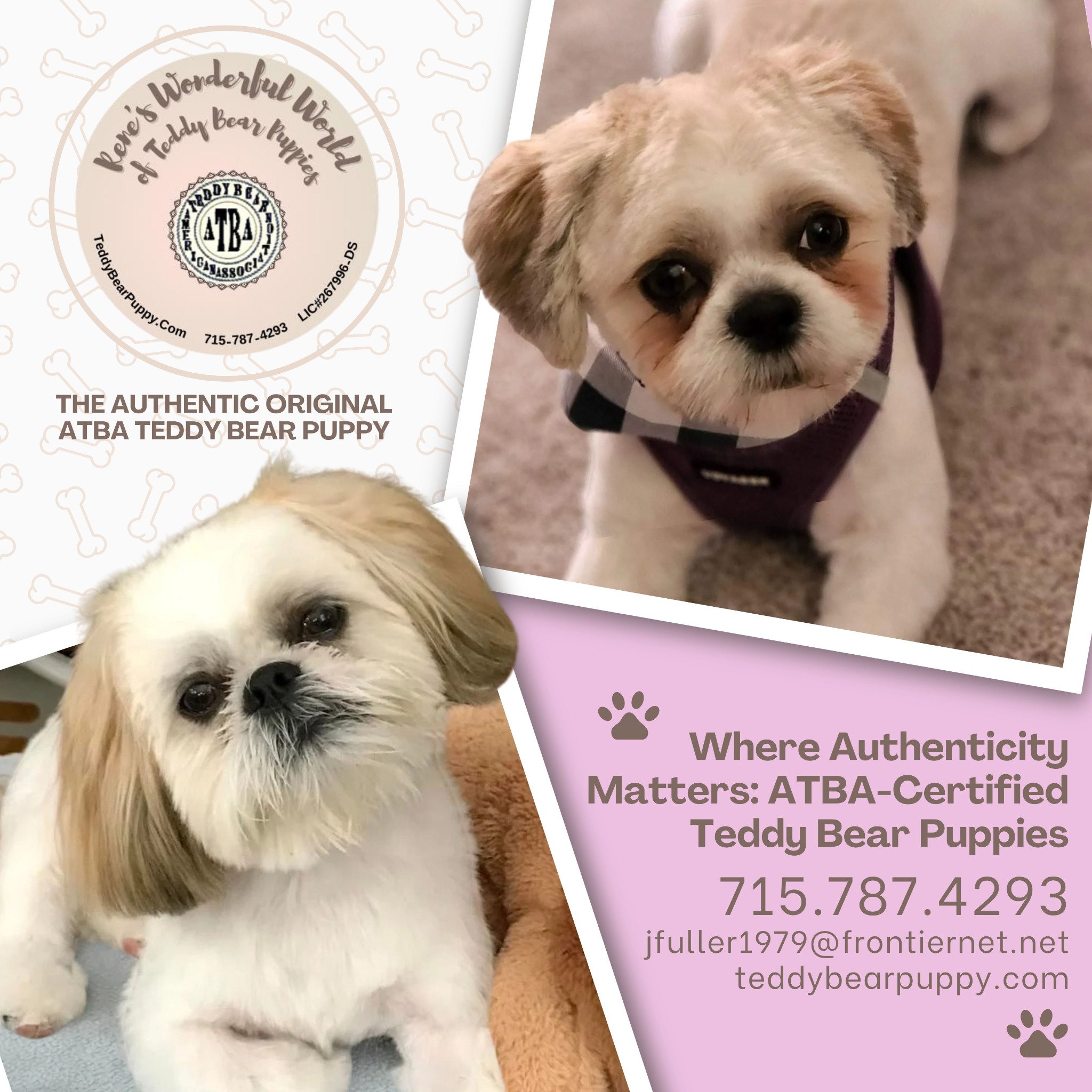 Rene's Wonderful World of Teddy Bears Facebook ad: Rene’s Wonderful World of Teddy Bear Puppies