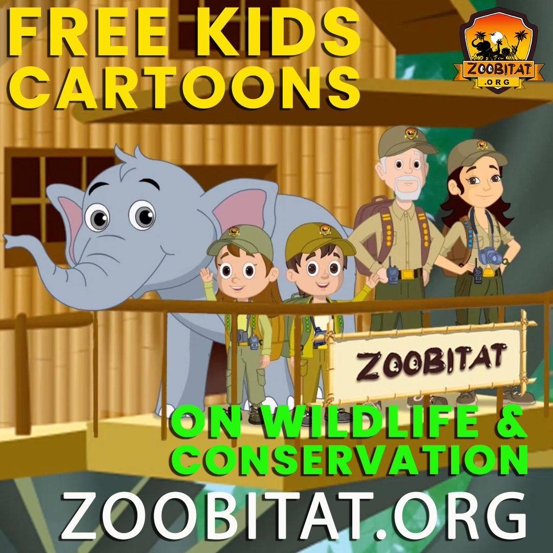 Zoobitat Facebook ad