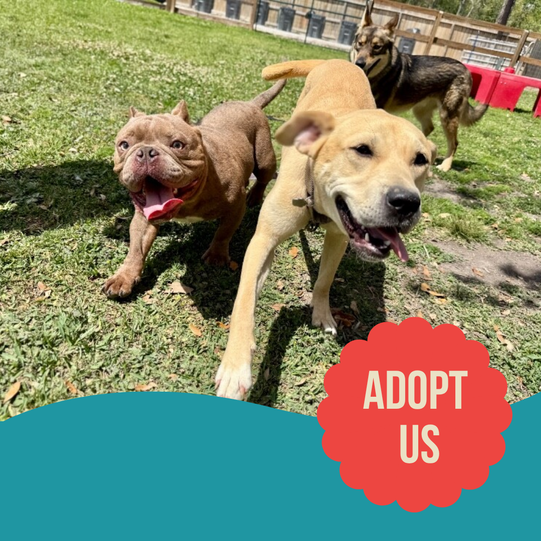 Three Little Pitties Rescue Facebook ad: Still searching for the one?