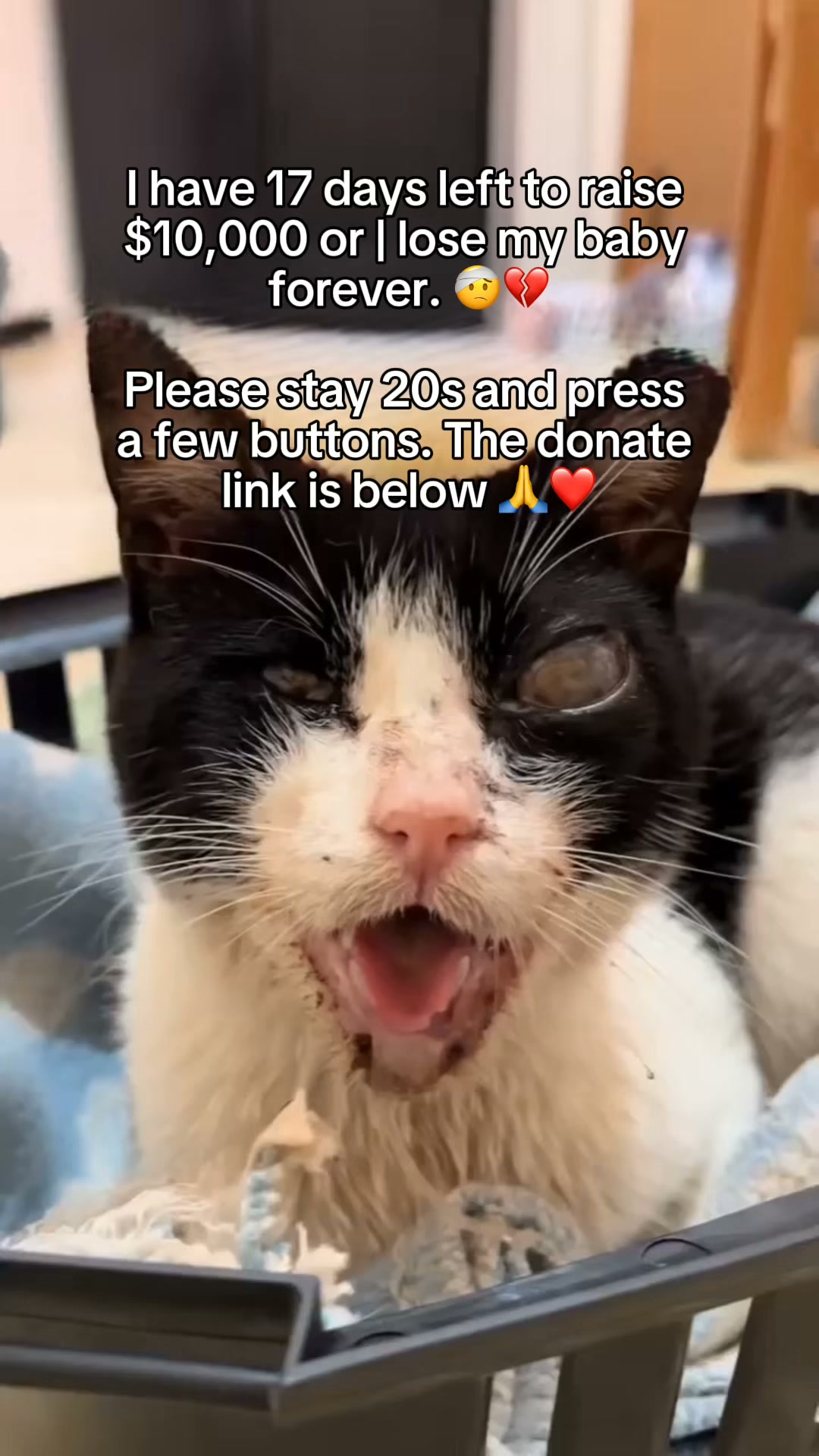 Anna Nevarez Facebook ad: Help Domino Heal