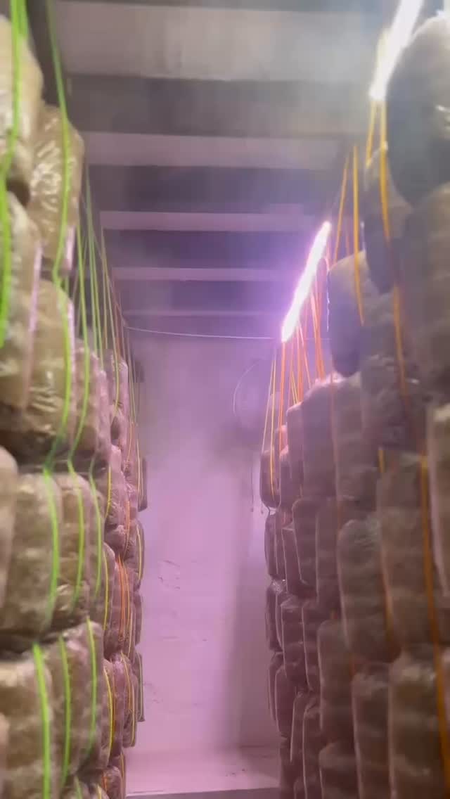 Mushroomboys Facebook ad: 15 grow rooms.