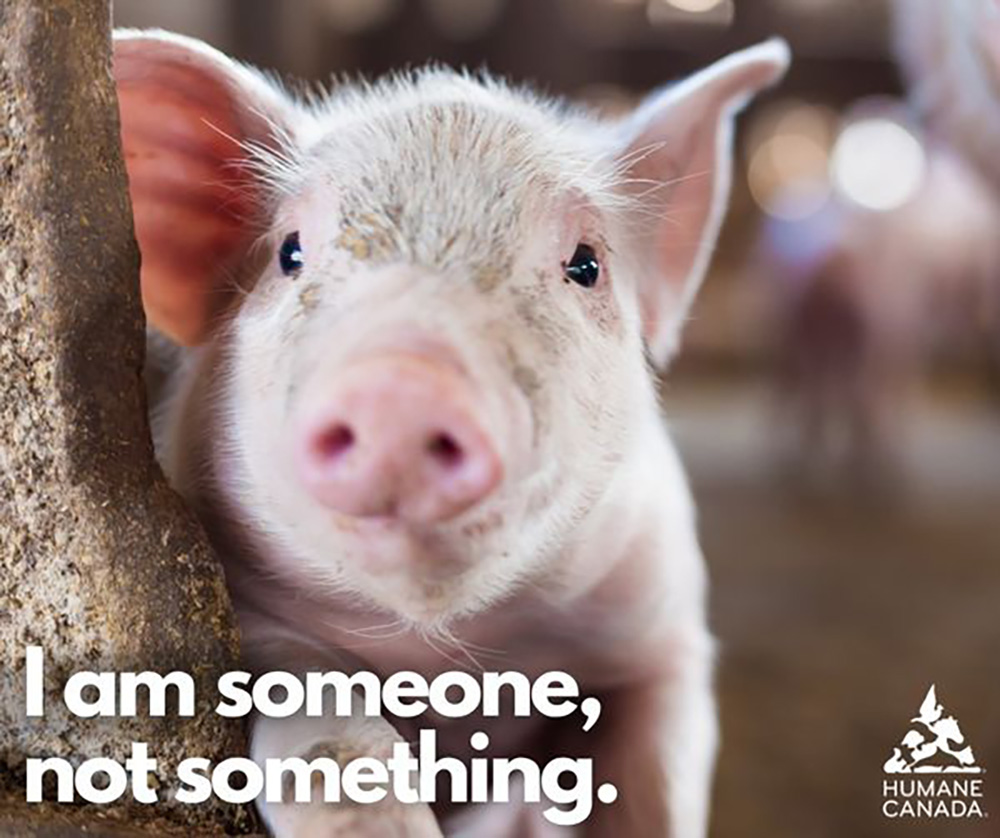Animal Matters Facebook ad