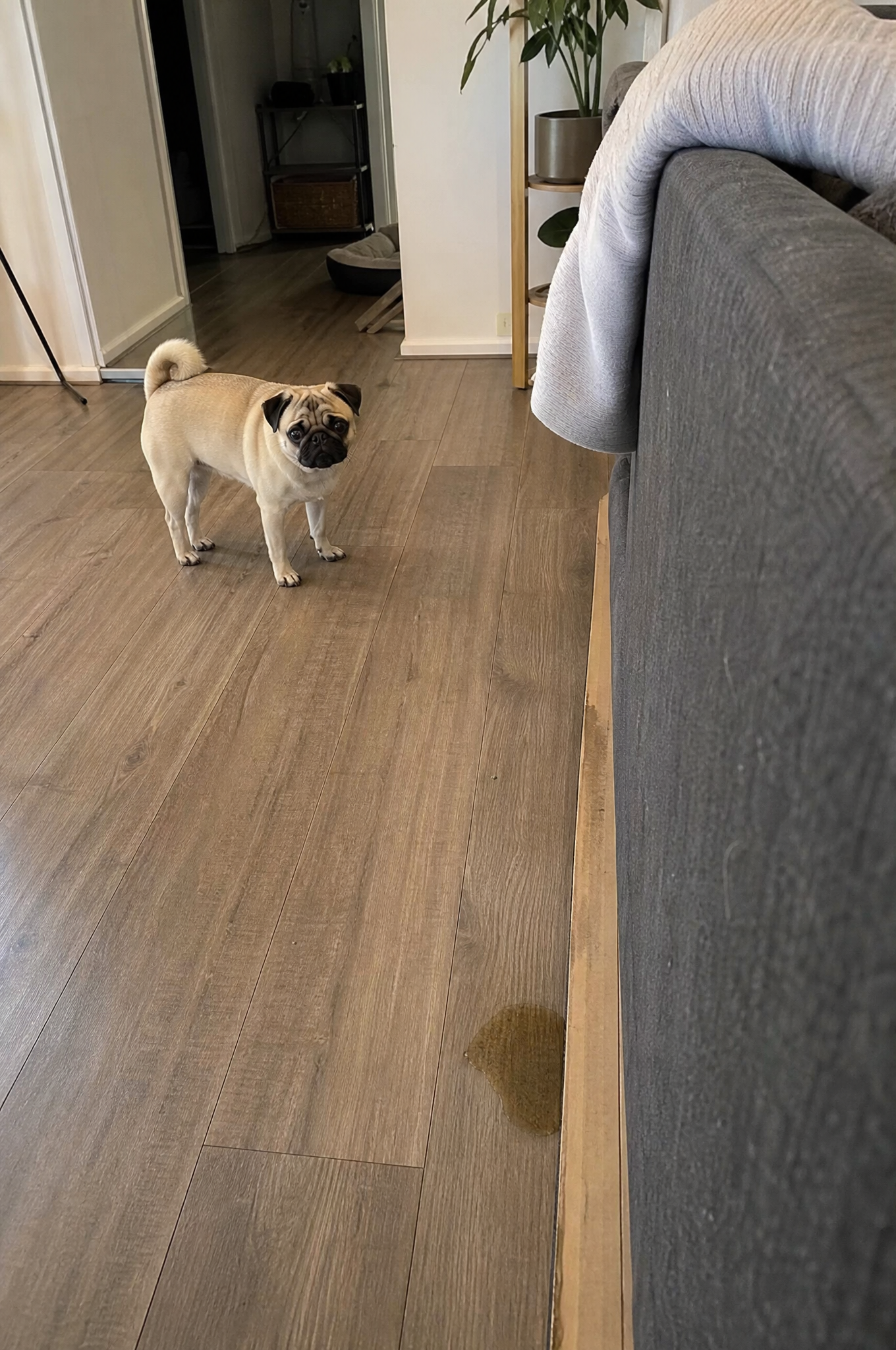 Cindy Lewis Facebook ad: Read this if you own a Pug