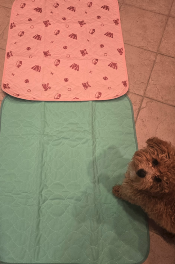 Potty Buddy Facebook ad