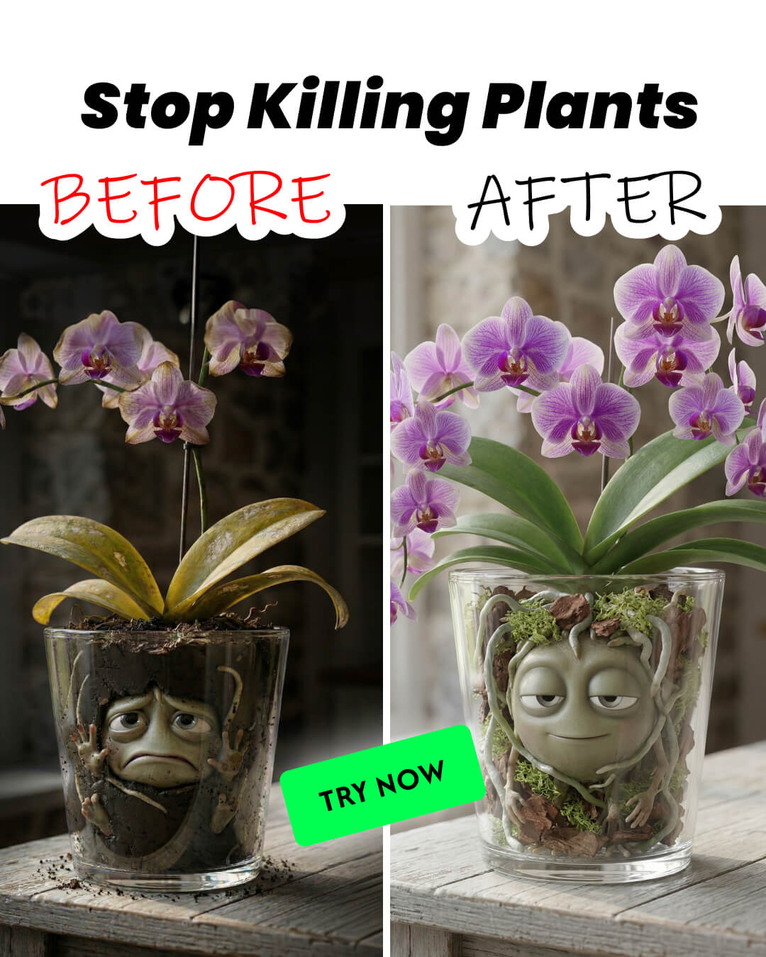 Chloe Bennett - Indoor Jungle Facebook ad: Take a Quiz Now!