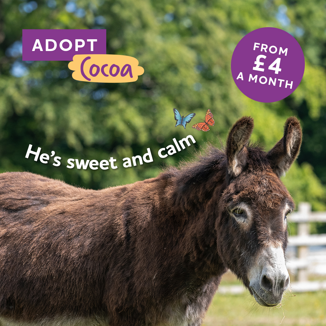 The Donkey Sanctuary Facebook ad