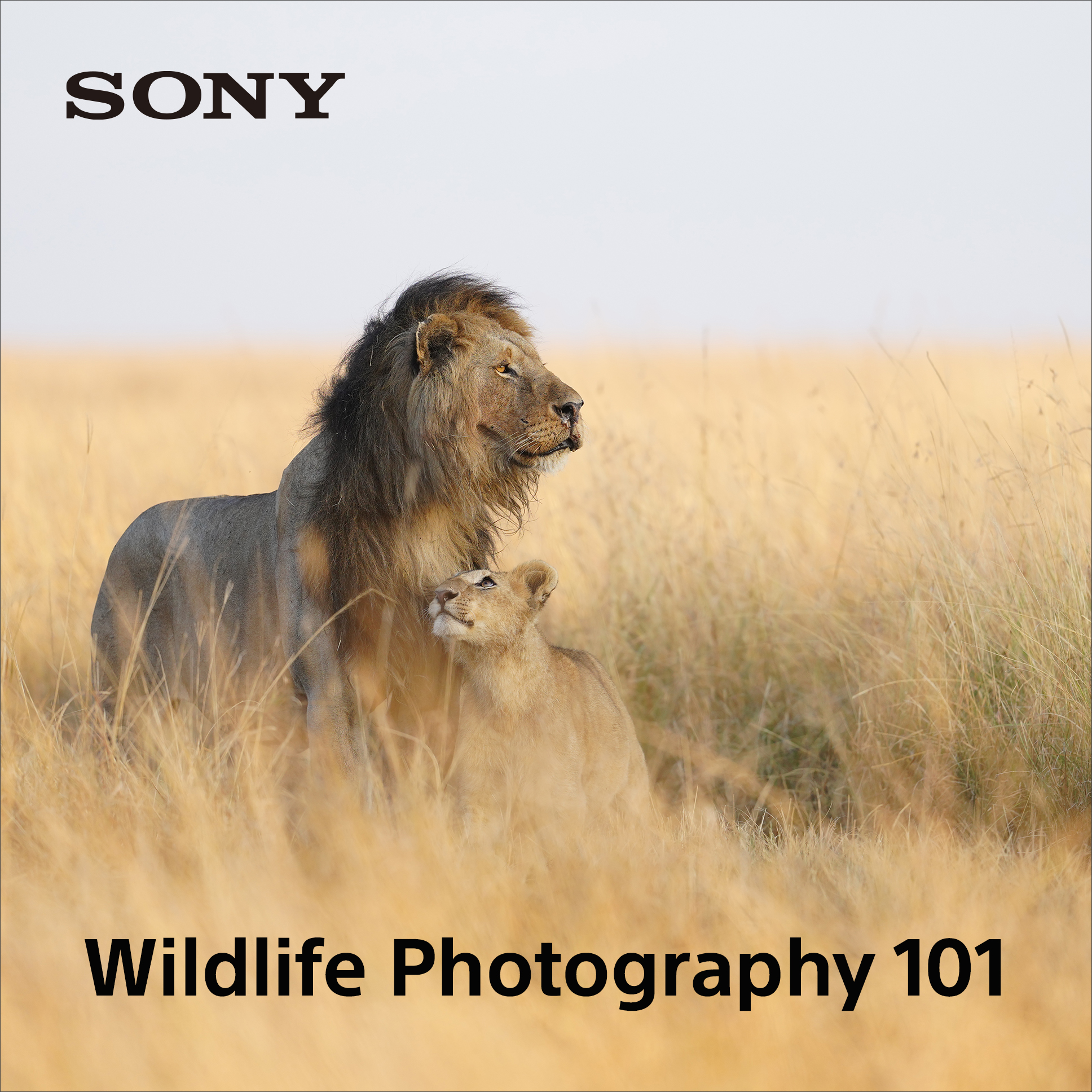 Sony - Alpha Universe Facebook ad: FREE Wildlife Photography Course