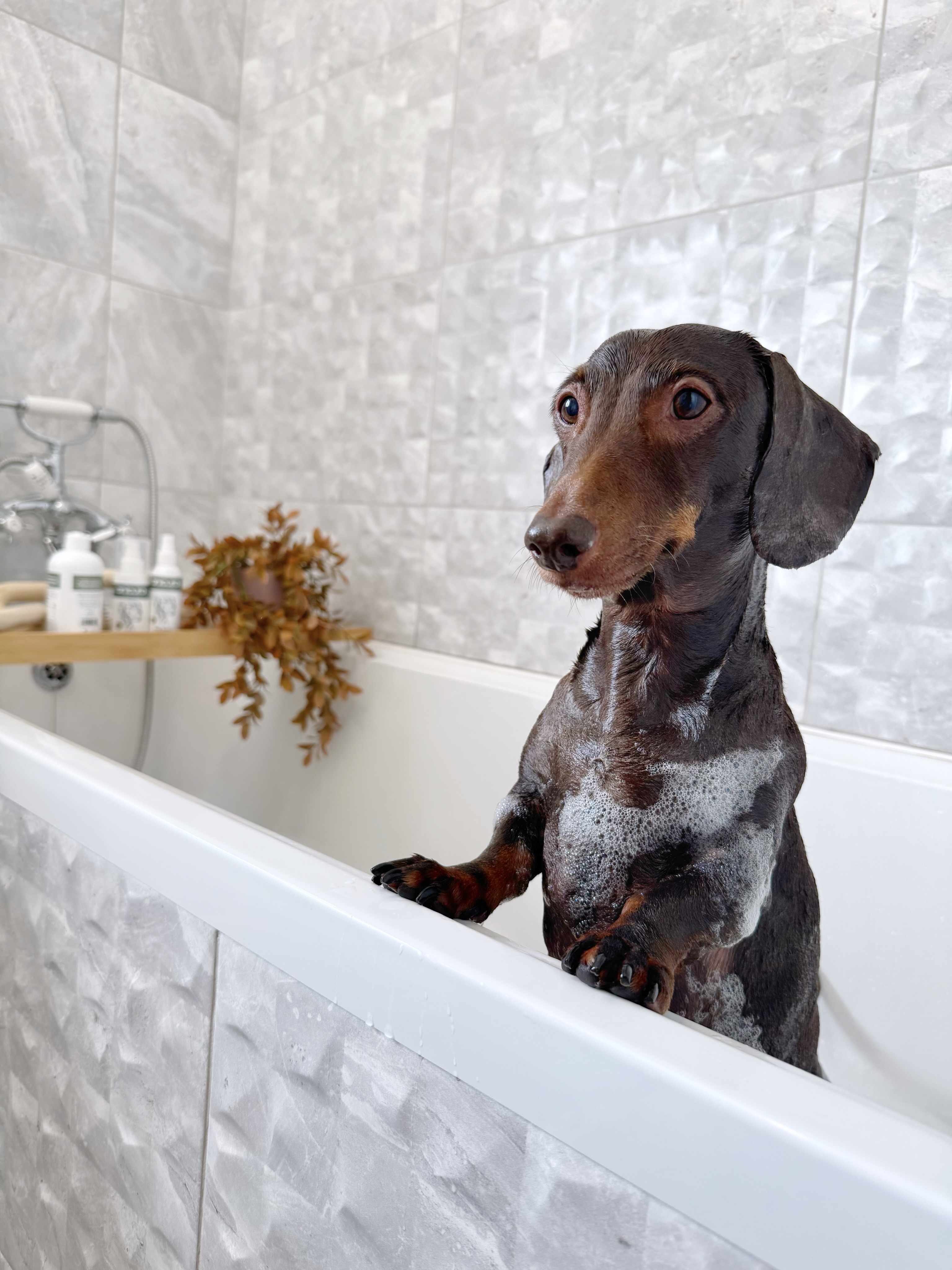 frankie_dachshund03 Facebook ad