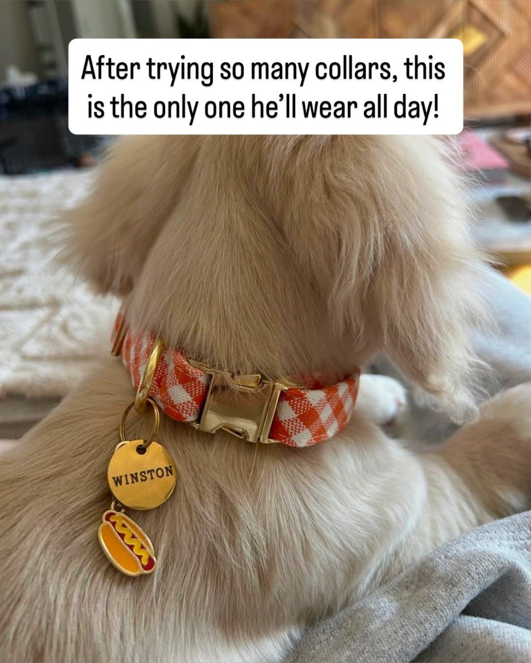The Foggy Dog Facebook ad