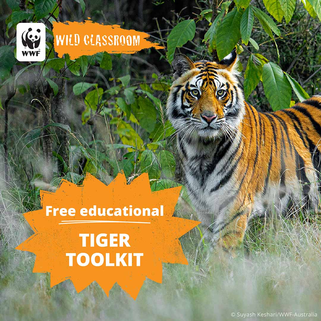 World Wildlife Fund Facebook ad