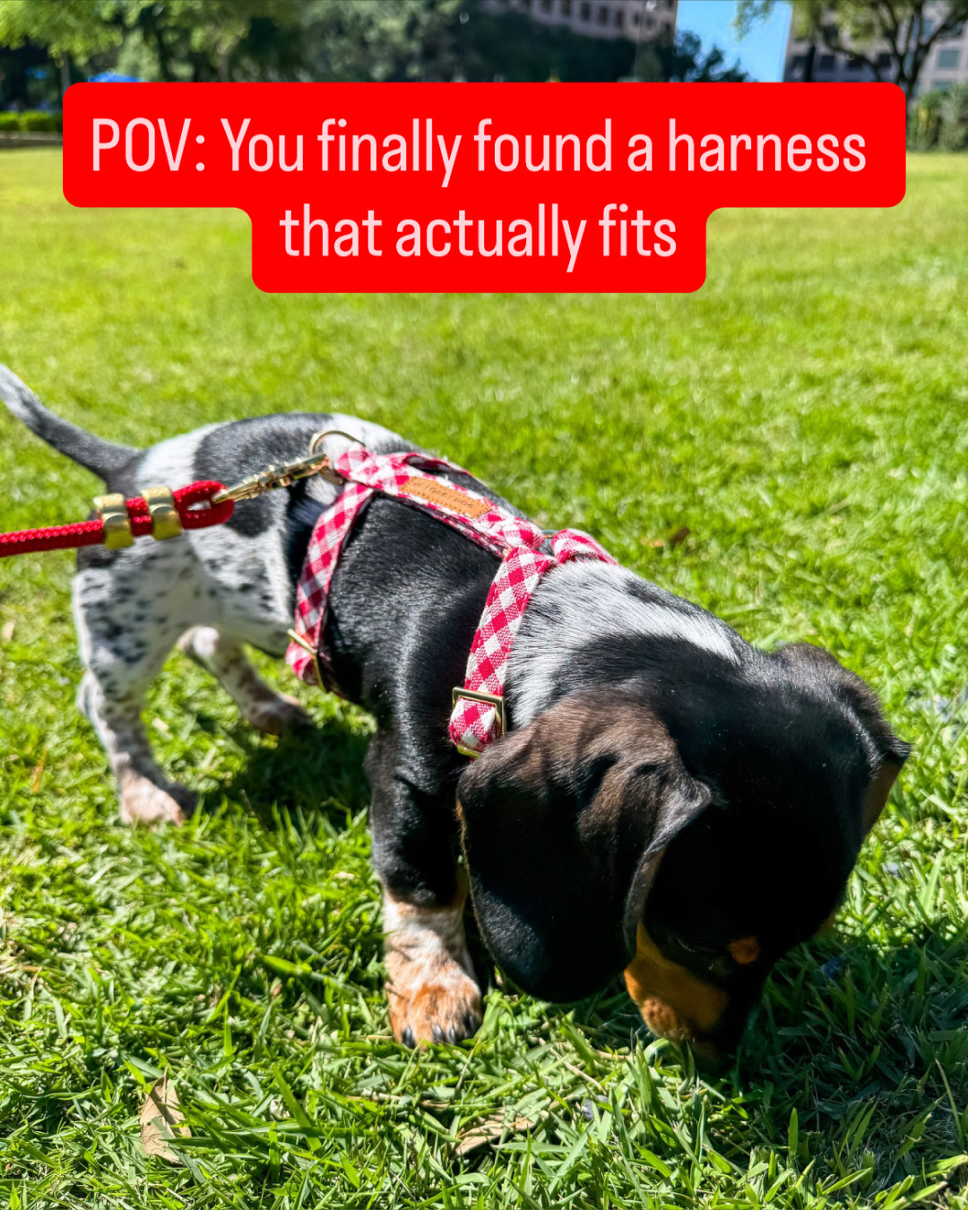The Foggy Dog Facebook ad