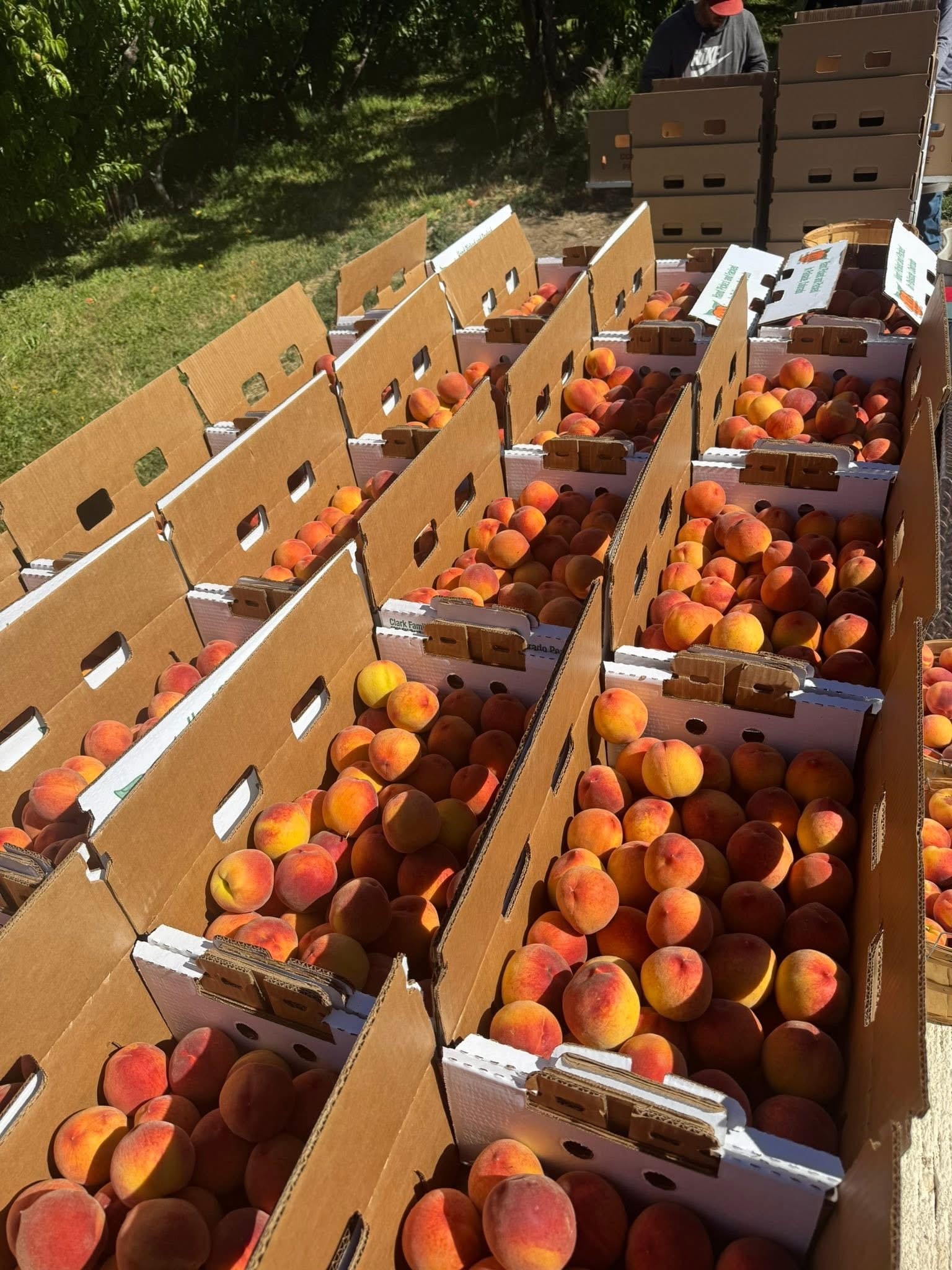 The Fruit Truck Facebook ad: Minot ND COLORADO PALISADE PEACHES & Cherry Truckload Sale