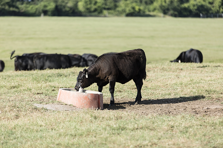 Altosid IGR Facebook ad: Tips for Controlling Horn Flies with Altosid IGR