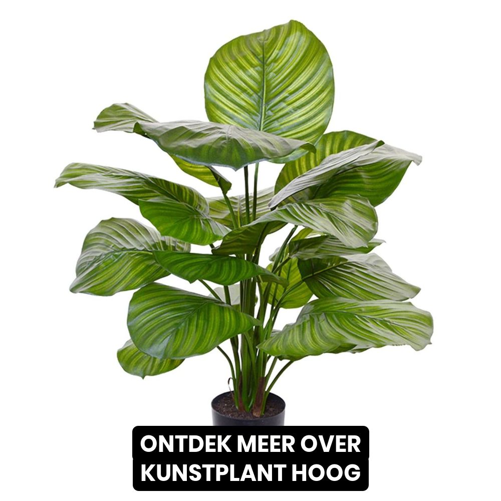 Orboto Facebook ad