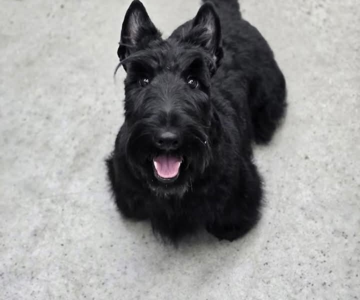 Allure Pet Salon Facebook ad