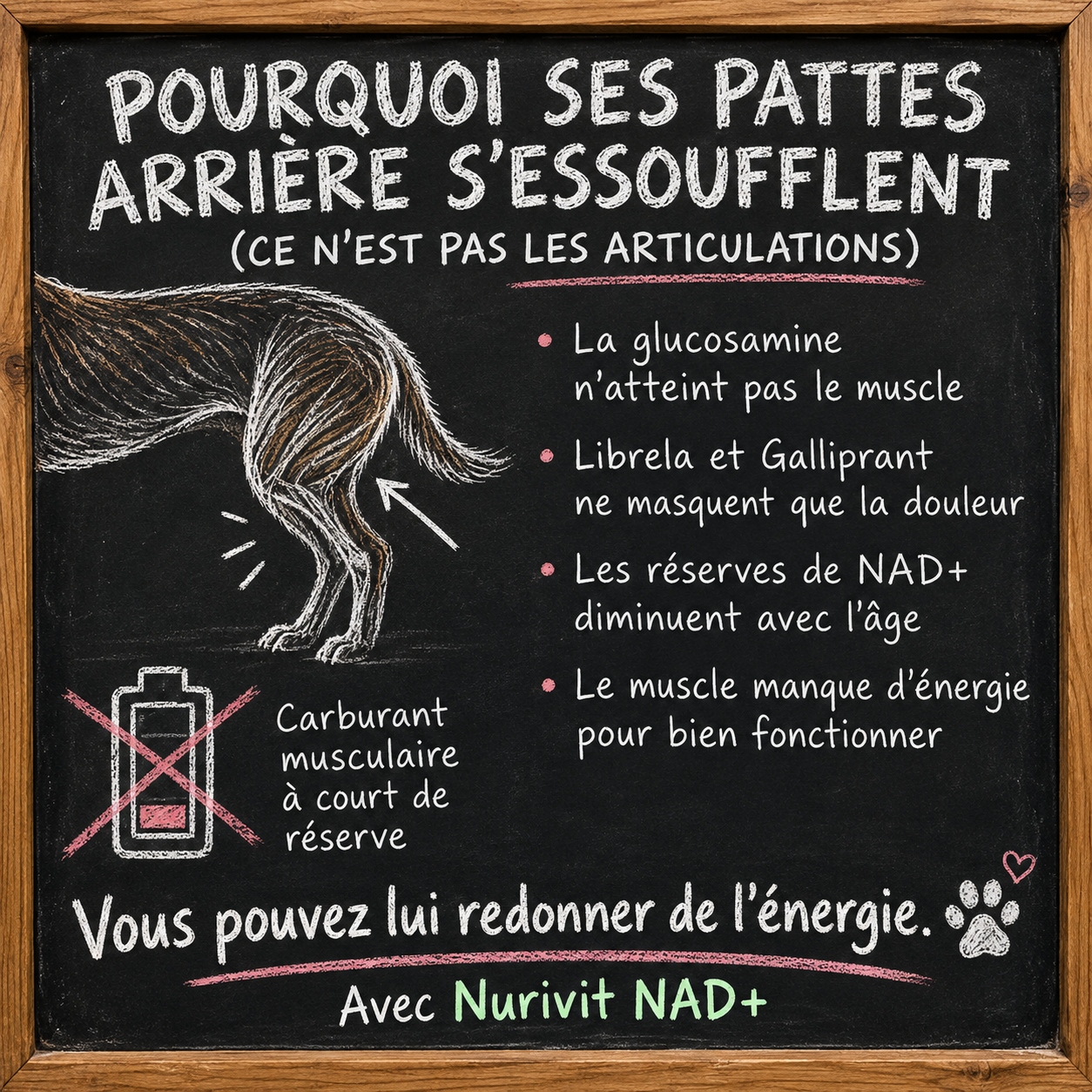 Isabelle Marchand Facebook ad: Mon vétérinaire m’a dit qu’il était temps d’endormir mon…