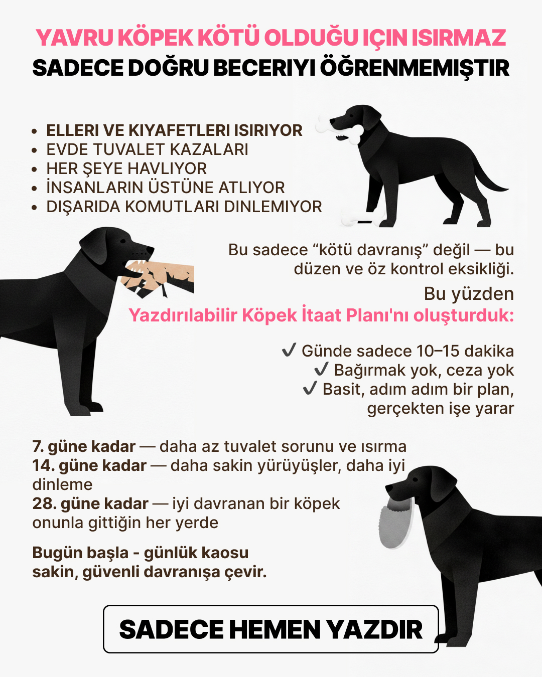Ben Your Puppy Trainer Facebook ad