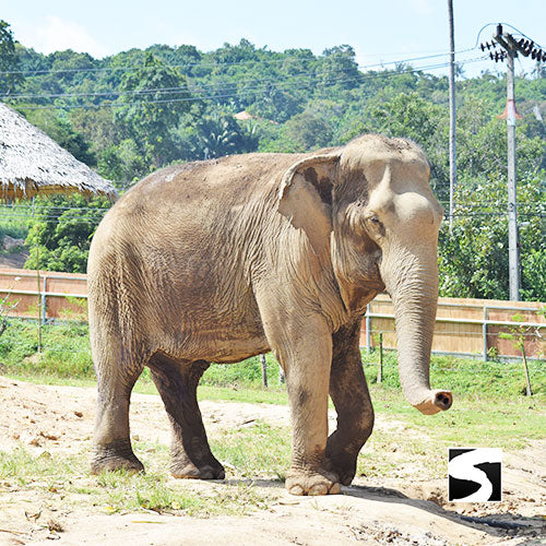 สมุยทัวร์.com - Samui Tours Facebook ad: ท่องทะเล สัมผัสมนต์เสน่ห์ เมืองร้อยเกาะ