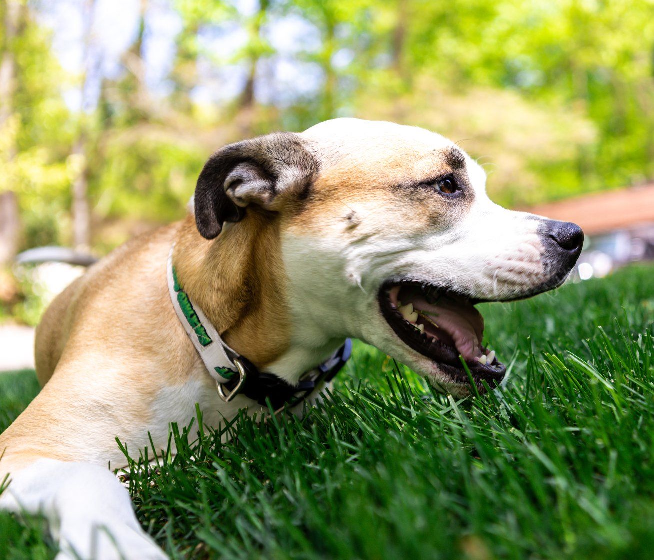 TurfMutt Facebook ad: Hi, I’m Mulligan, a rescue dog who loves…