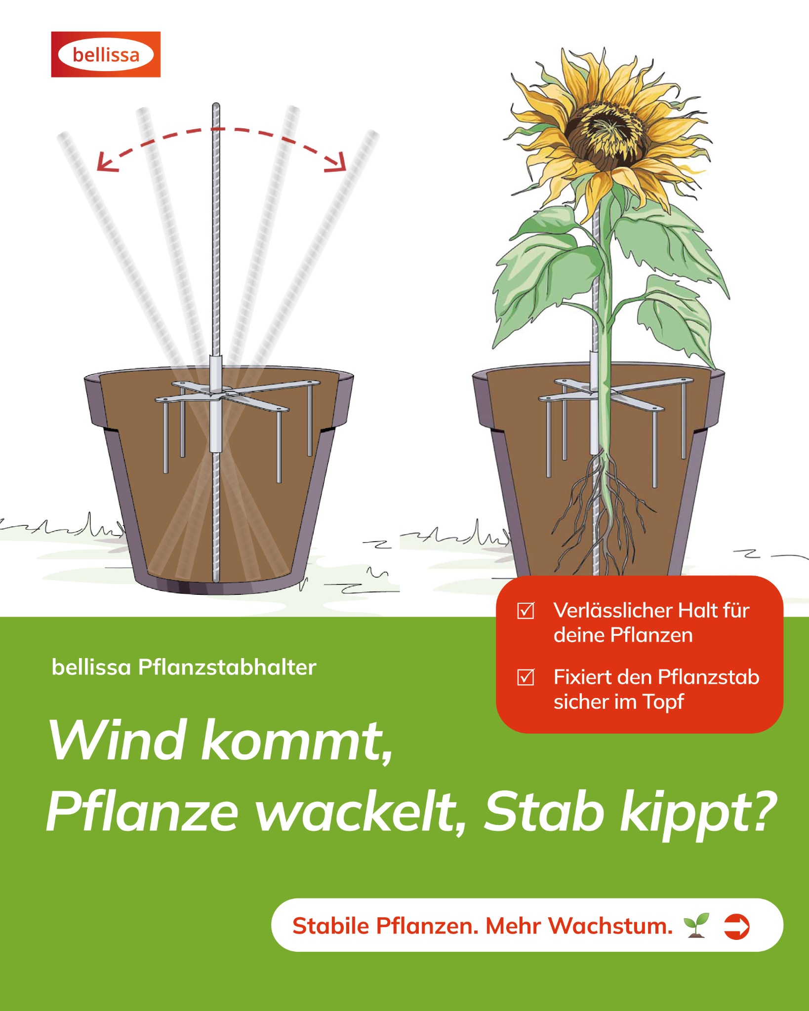 bellissa Haas GmbH Facebook ad: Jedes Jahr dasselbe: Pflanzstab umgefallen, Tomate am Boden.
