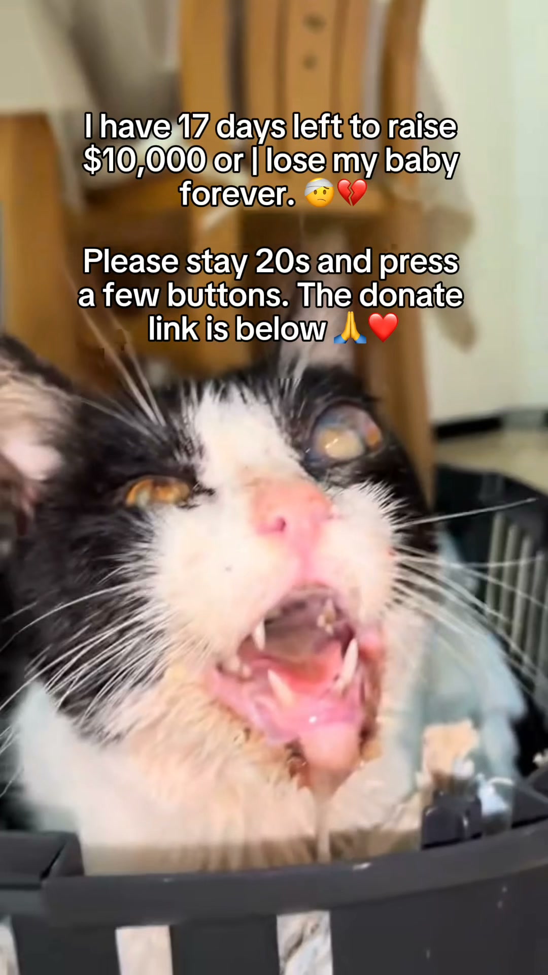 Anna Nevarez Facebook ad: Help Domino Heal