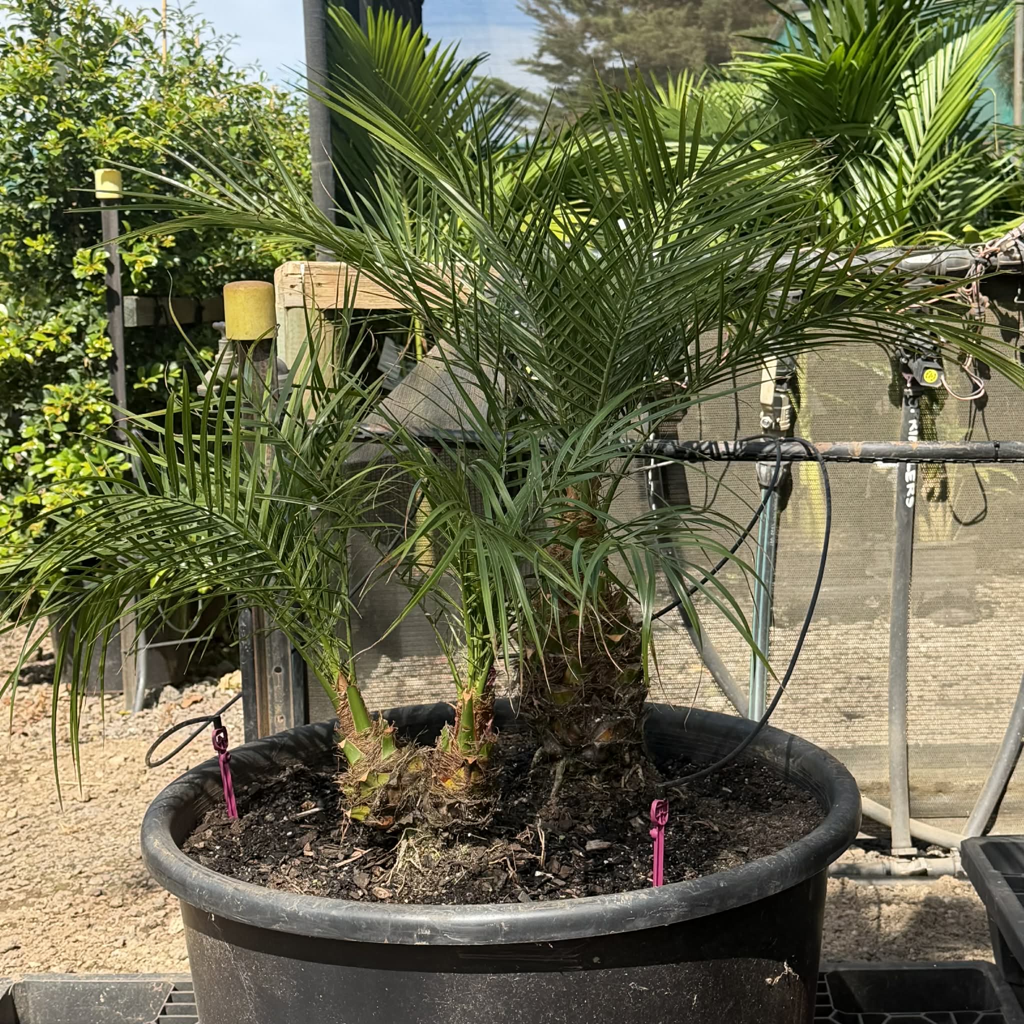 True Green Nursery Facebook ad