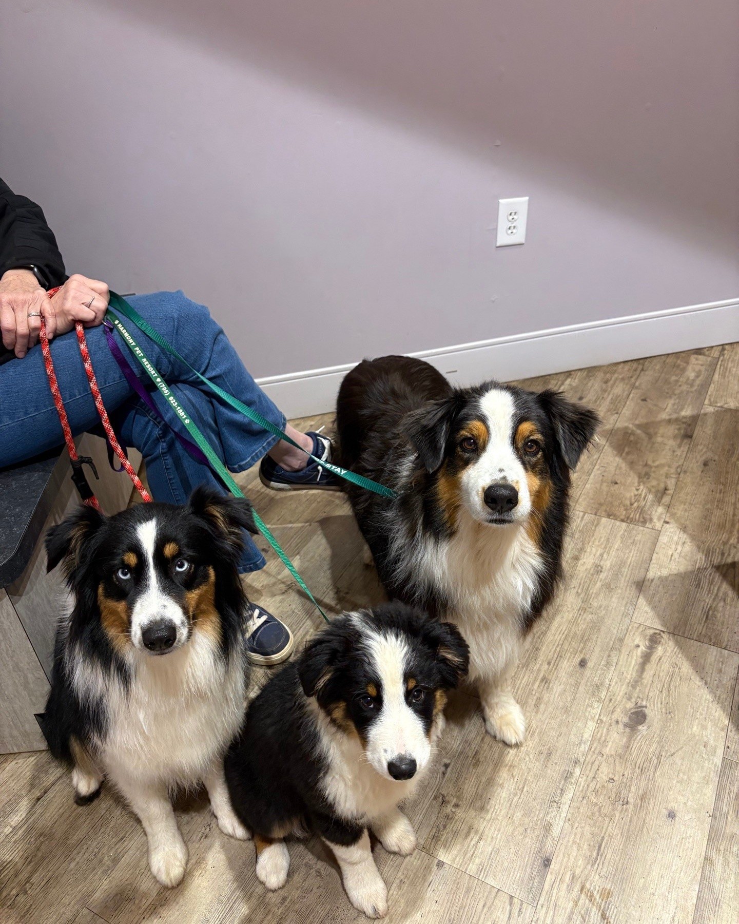 Urgent Care Veterinary Partners Facebook ad: Georgia weather: 40° in the morning, 75° by…