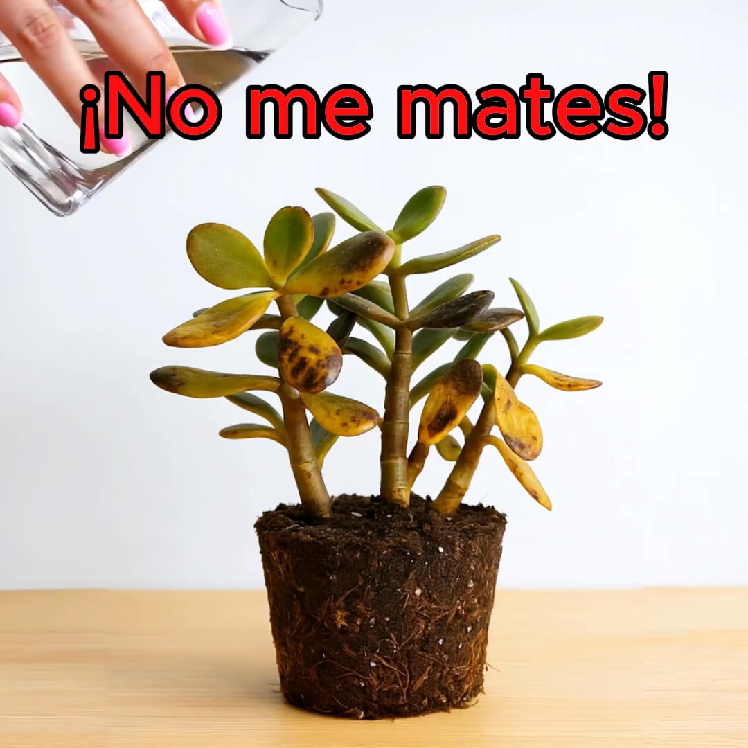 Plant Parent Facebook ad: No más plantas muriendo