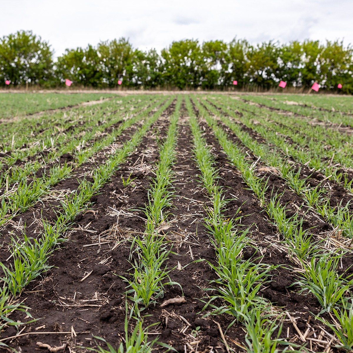 Bayer Crop Science Canada Facebook ad: Just add Varro FX