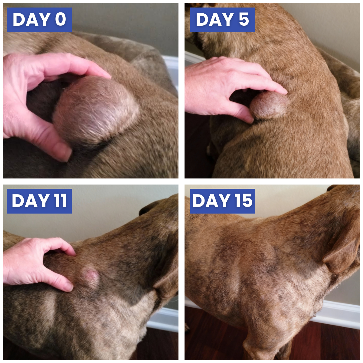 Lumiqour Facebook ad: Help Your Aging Dog Shrink Fatty Lumps Naturally