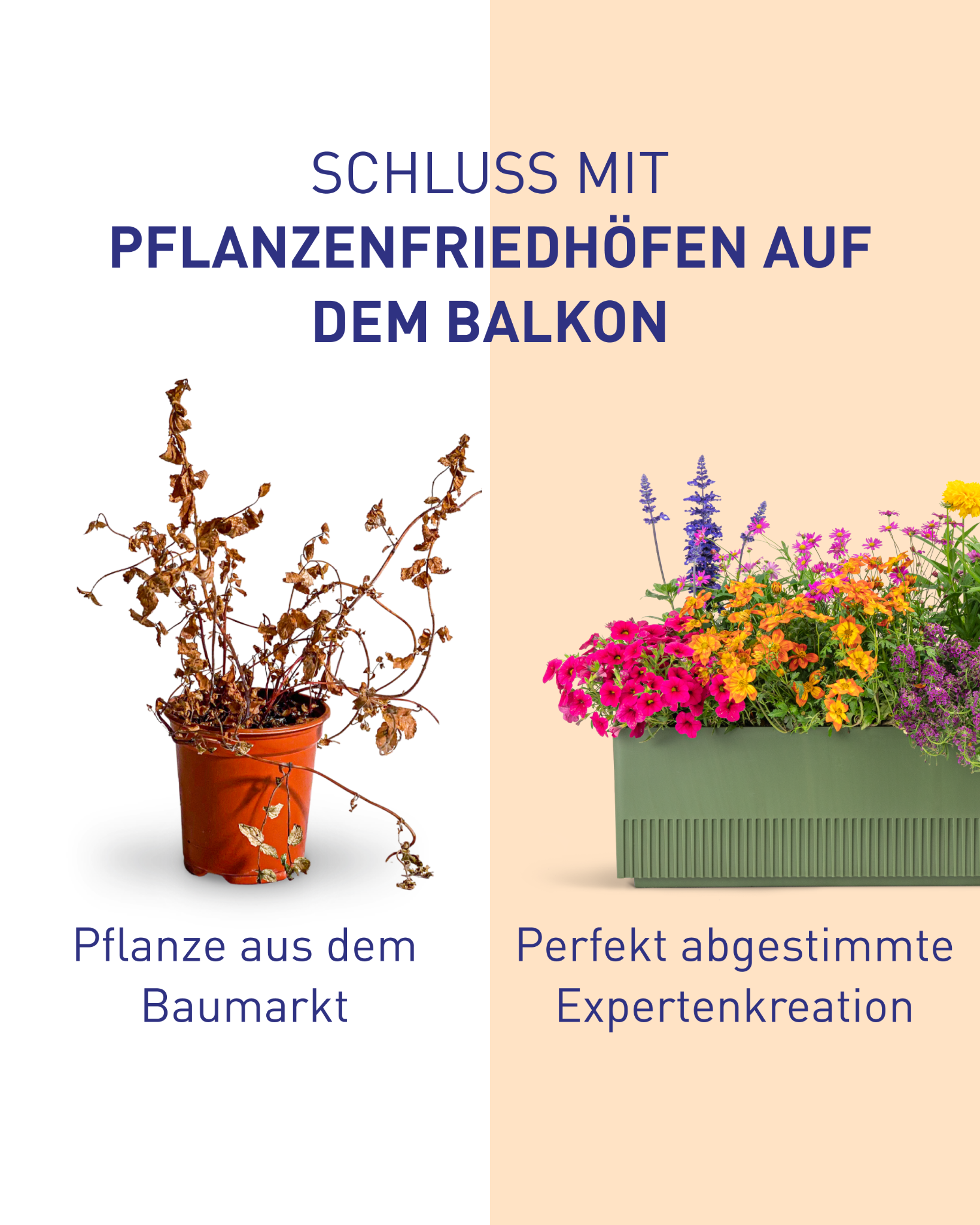 Plantura Facebook ad