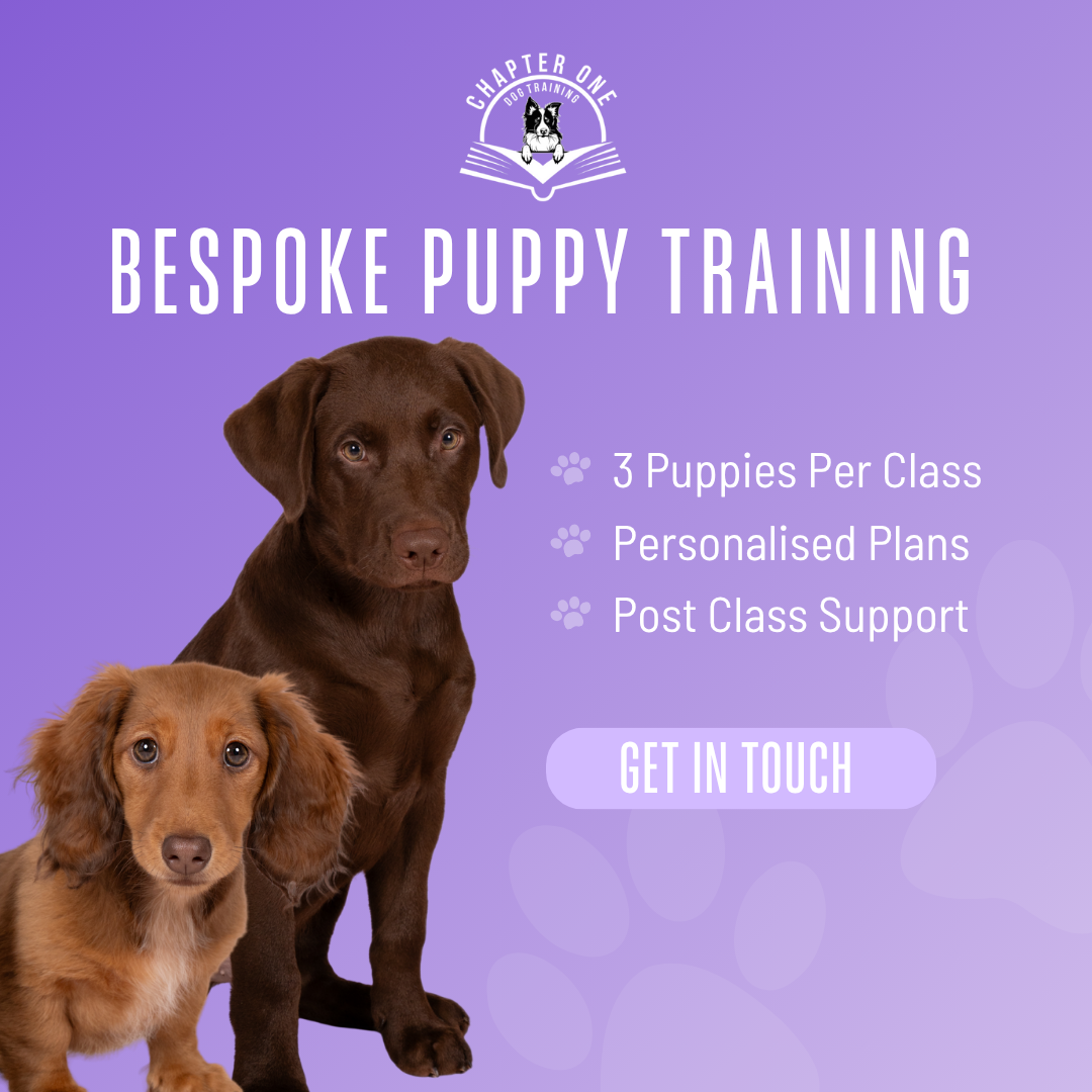 Chapter One Dog Training Facebook ad