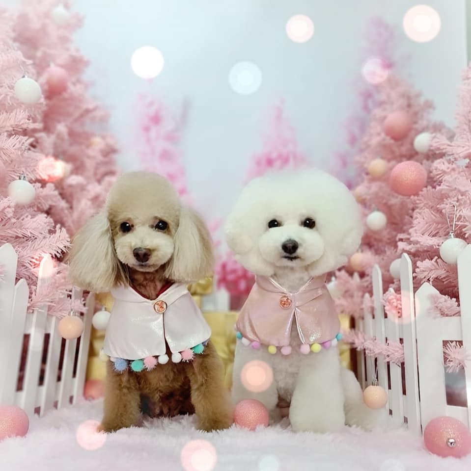 June's Pet house Facebook ad