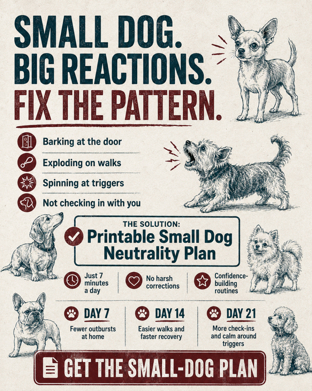 1st Dog Training Club Facebook ad