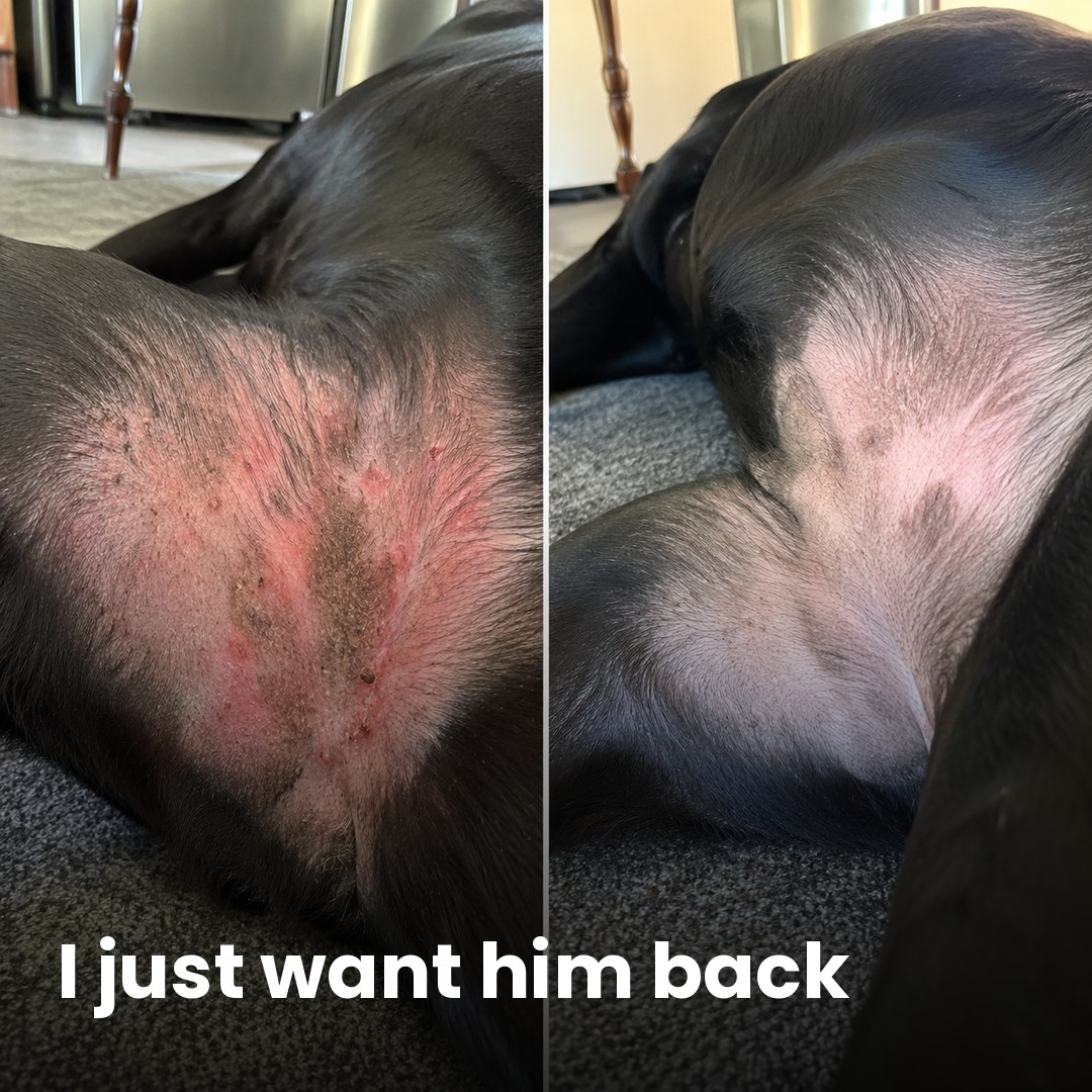 Amber Monroe Facebook ad: If your dog's allergies never end, read this