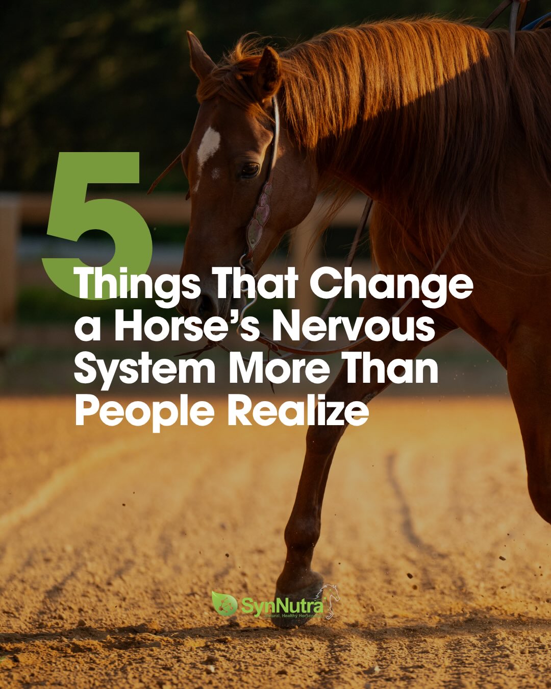 SynNutra Equine Facebook ad: Your horse's nervous system influences far more than…