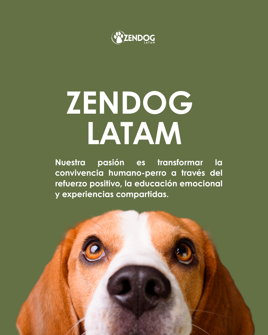 Zendog Latam Facebook ad: Un nuevo espacio para entender y conectar con tu perro