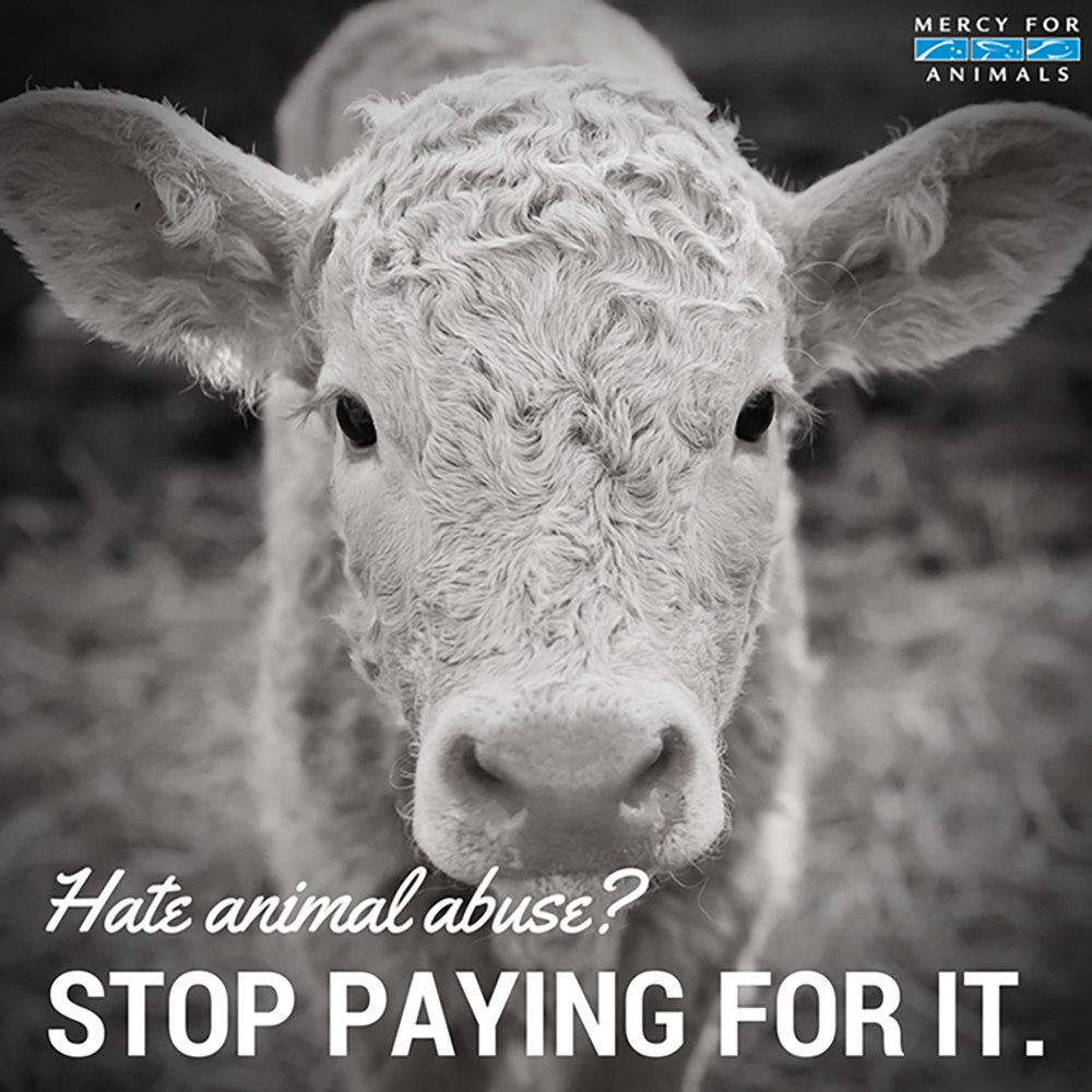 Animal Matters Facebook ad
