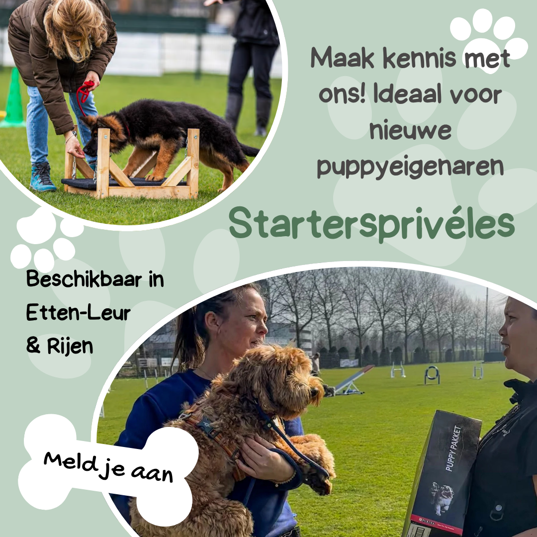 Hondenschool Dogtraining Patricia Facebook ad: De perfecte start voor jou en je pup!