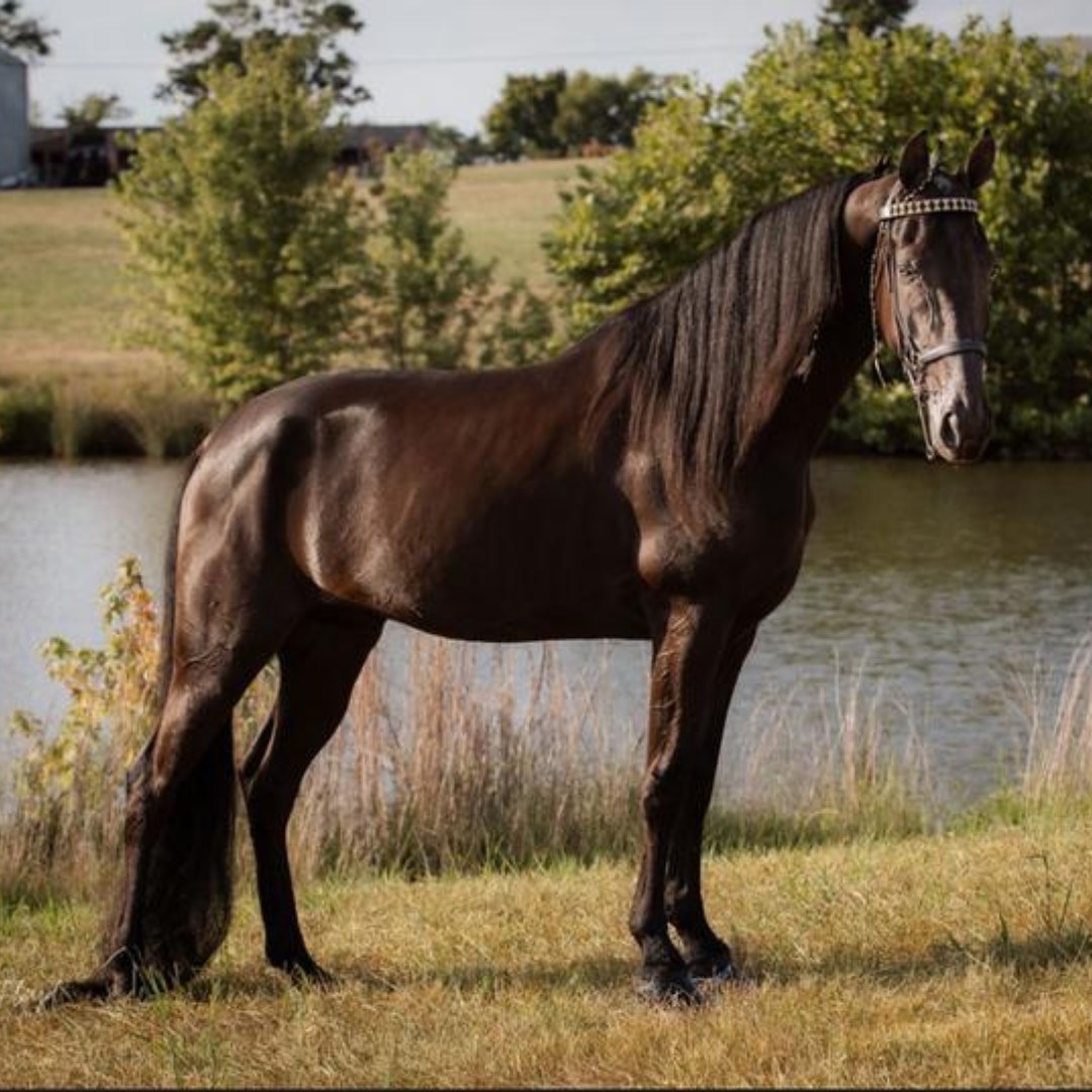 Nutrena Feed Facebook ad: See the Difference: Horse Feed Trial