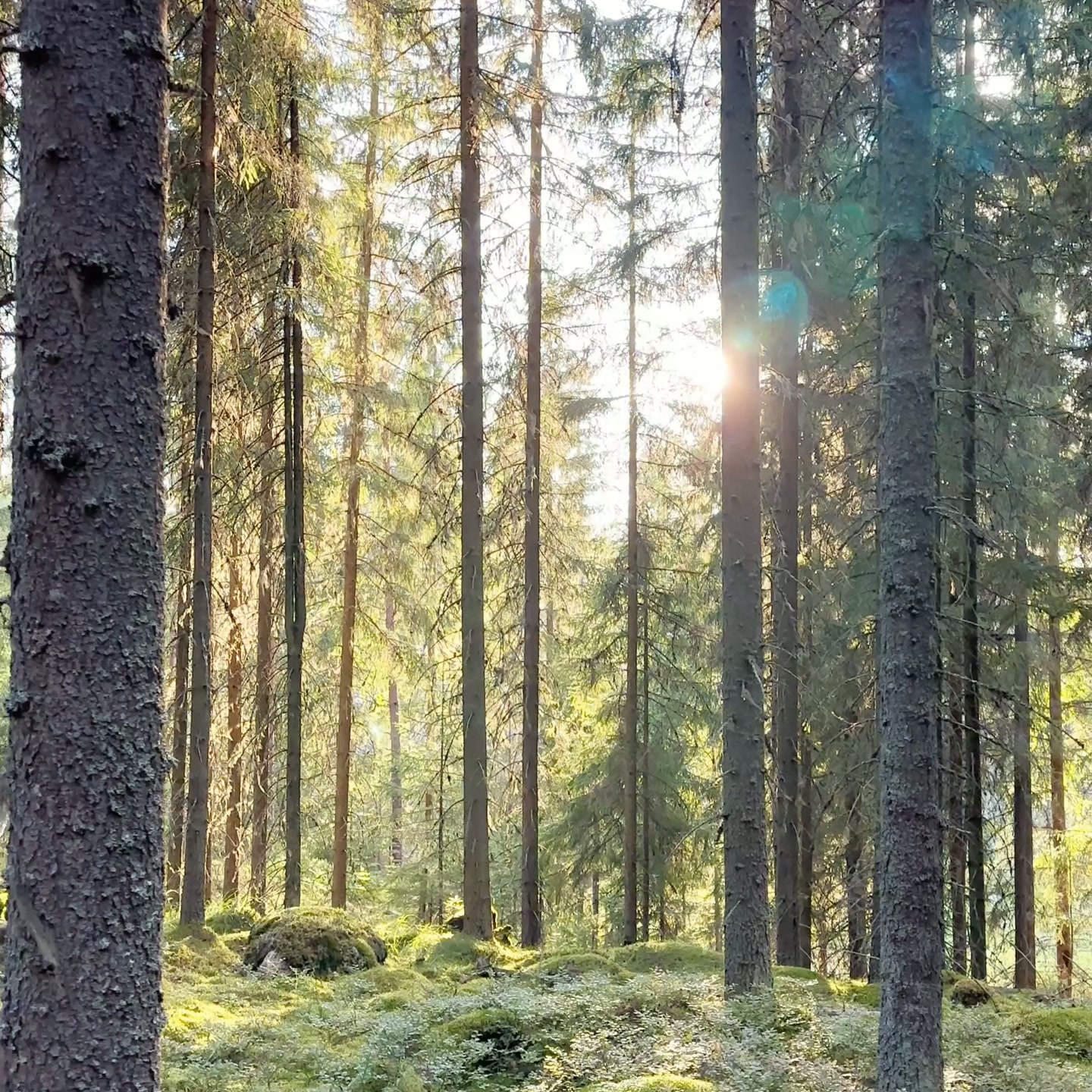 Osmia Facebook ad: Syksyn suosituin huonetuoksu