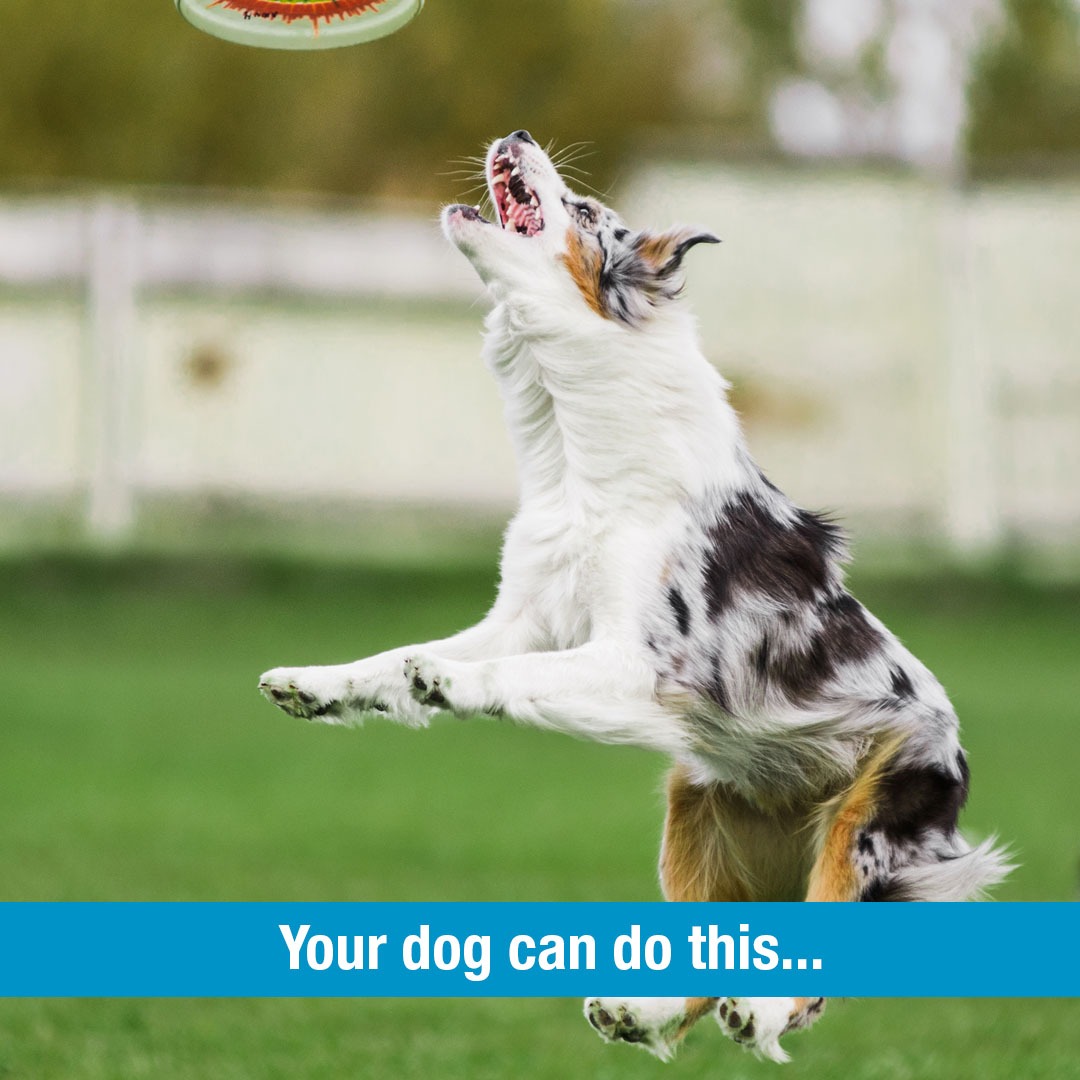 Blue-9 Pet Products Facebook ad